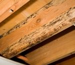 CRM Services Mold Remediation